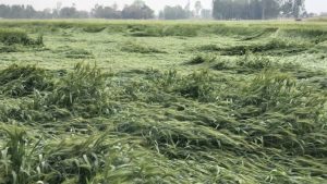 बारिश की कमी से बिगड़ा रबी सीजन, हिमाचल में 3 हजार हेक्टेयर फसल खराब