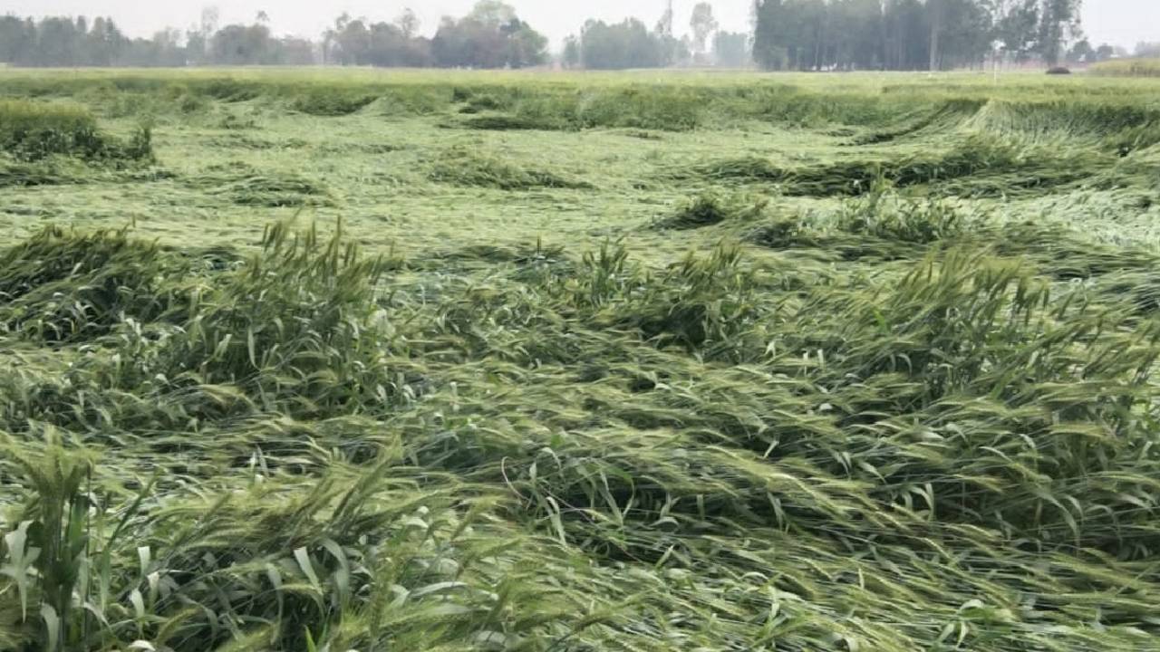 Himachal Pradesh Drought Agriculture Crisis Wheat Crop Damage 3087 Hectares