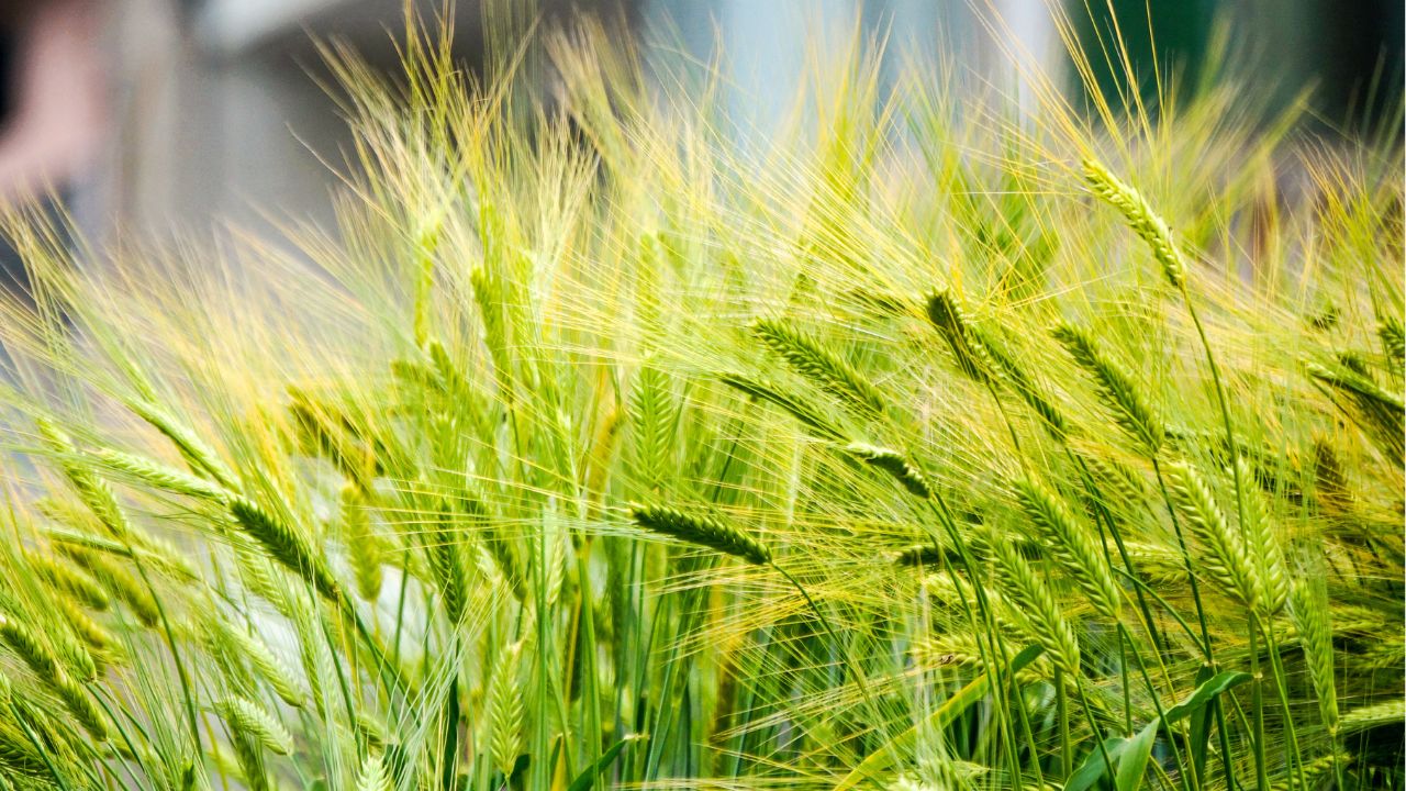 Wheat Irrigation Schedule Formula For Wheat Seedling Growth Wheat Cultivation