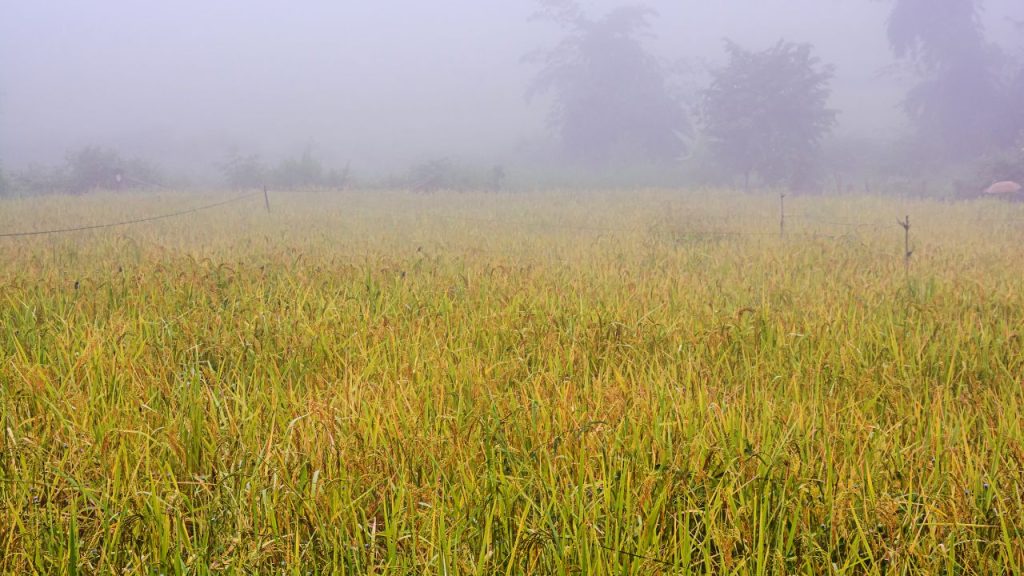  सर्दी के मौसम में कोहरा पौधों की जड़ों को कमजोर कर देता है, जिससे उनका विकास रुक सकता है. ऐसे में गोबर का रस, गोमूत्र या छाछ और पानी का मिश्रण जड़ों में डालना फायदेमंद रहता है. यह घोल मिट्टी में गर्माहट बनाए रखता है और पौधों को ठंड के झटके से बचाता है.