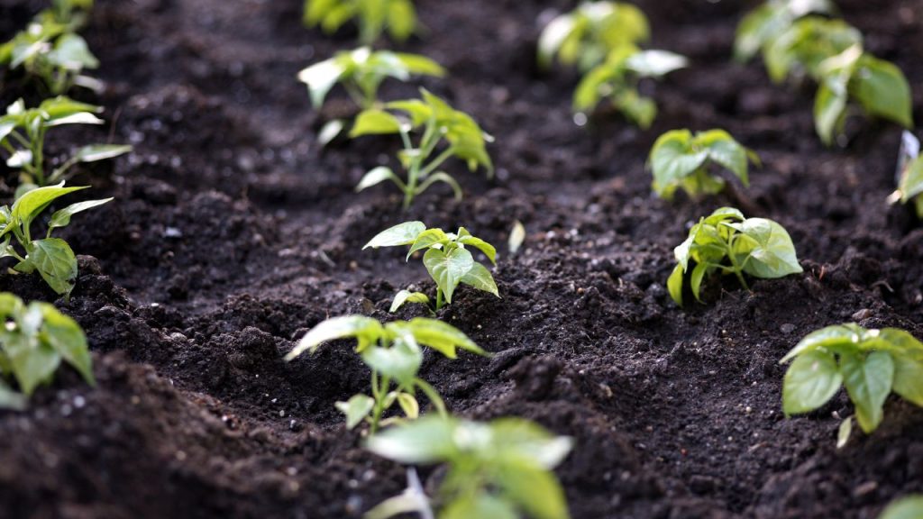  जब मौसम में कोहरे की संभावना दिखे, तो उससे पहले गार्डन या खेत में हल्की सिंचाई कर देनी चाहिए. इससे पत्तियों पर कोहरे की परत जमने की संभावना कम होती है. ध्यान रखें कि पानी जमा न हो, क्योंकि ज्यादा नमी से पौधे खराब भी हो सकते हैं.