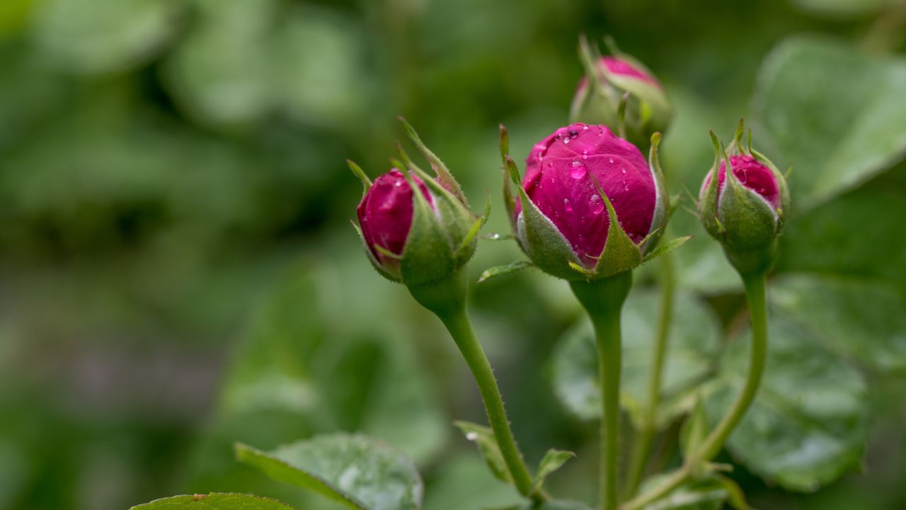 Winter Rose Plant Care Tips How To Make Roses Bloom In Cold Season Traditional Natural Remedies