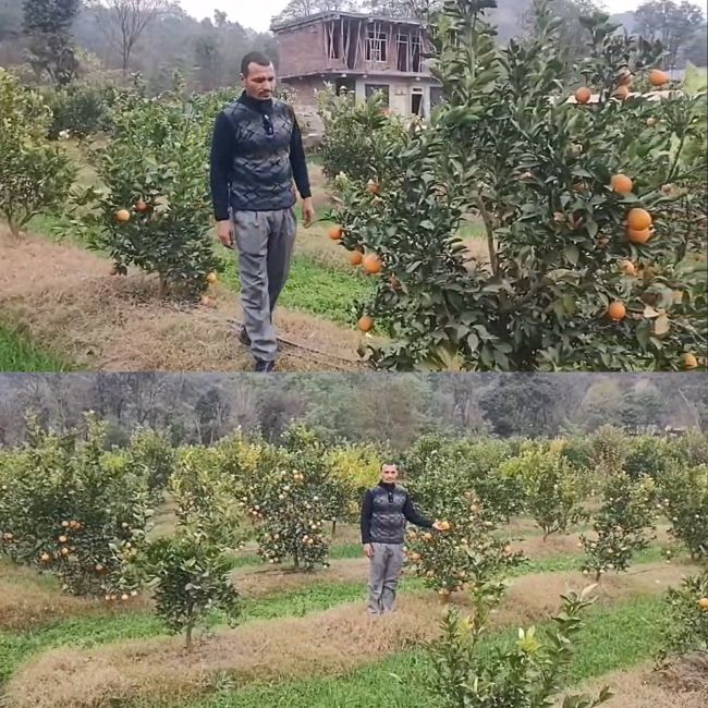 sweet oranges farmers himachal pradesh 
