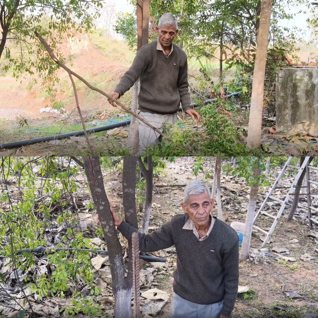 safed chandan ki kheti, kisan nurata ram