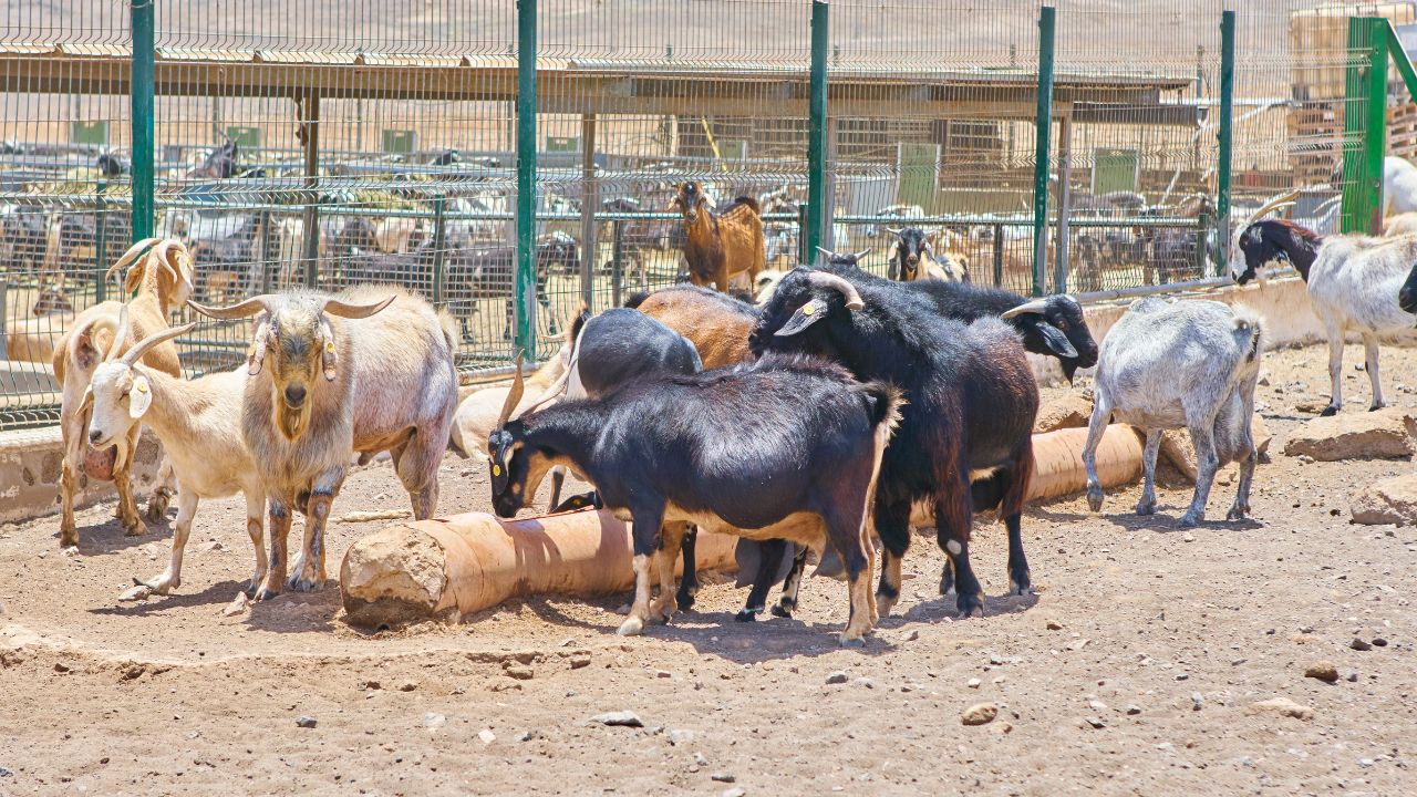 Harsh Cold Enemy Goats Adopt These Home Remedies Immediately To Avoid Harm