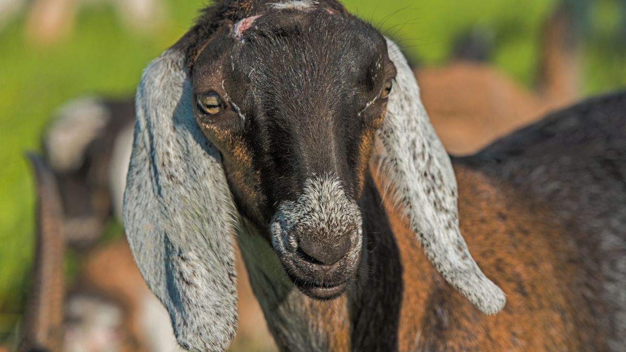 Goat Farming Transforming Villages With African Boer Goats Becoming New Source Income Farmers