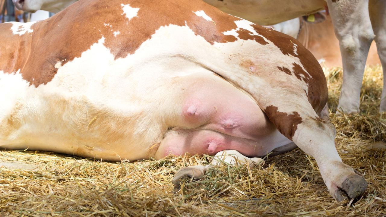 पशु डॉक्टर के आने का झंझट खत्म! थनैला रोग को जड़ से मिटाएगा ये 5 रुपये का घरेलू नुस्खा