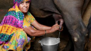 दूध की बाल्टी कभी नहीं होगी खाली..बस पशुओं को खिलाएं यह जादुई देसी डाइट, रातों-रात बढ़ेगा फैट! दूध की बाल्टी कभी नहीं होगी खाली..बस पशुओं को खिलाएं यह जादुई देसी डाइट, रातों-रात बढ़ेगा फैट!