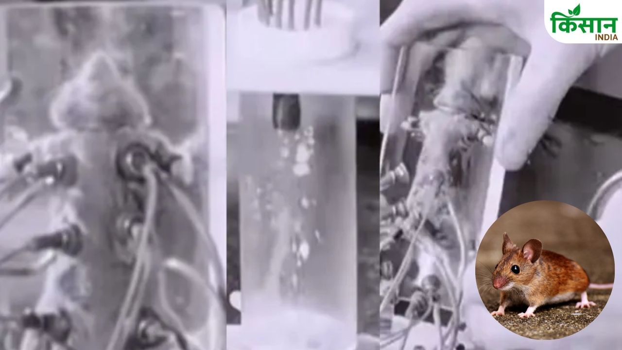 आखिर क्यों 20 लाख रुपये लीटर बिकता है चुहिया का दूध? जानें इसके पीछे का चौंकाने वाला सच