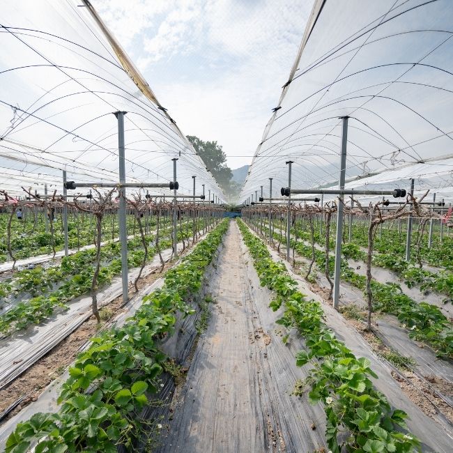 Low Cost Polyhouse guide, Bill off materials, Low Cost Polyhouse, ROI, Get Estimate