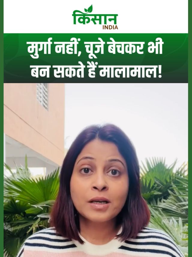 National Live stock Mission: चूजा पालन से होगी बंपर कमाई, व्यापार के लिए सरकार दे रही आधा पैसा