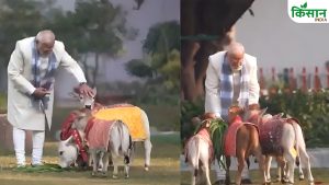 मकर संक्रांति पर PM मोदी ने खिलाया दुनिया की सबसे छोटी गाय को चारा, लाखों में है कीमत