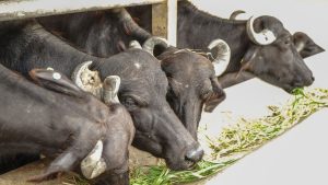 डेयरी बिजनेस में होना है मालामाल? पालें भैंस की ये दो शानदार नस्लें, कम खर्चे में मिलेगा रिकॉर्ड तोड़ दूध!