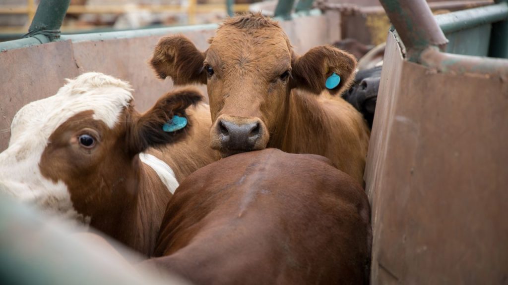 बजट 2026 में सरकार ने पशु-चिकित्सा पेशेवरों की संख्या 20 हजार से ज्यादा करने का ऐलान किया है. इससे गांवों और दूरदराज के इलाकों में पशुओं के इलाज की बड़ी समस्या काफी हद तक दूर होगी.