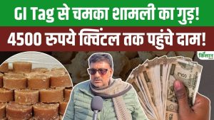 GI टैग मिलने से शामली के गुड़ की बढ़ी पहचान, शुद्धता और गुणवत्ता के कारण किसानों को बेहतर दाम मिल रहे