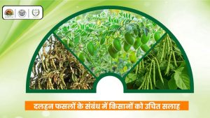 सर्दी-गर्मी से अरहर और चना फसलों पर कीटों का हमला, सरकार ने बताए उपज बचाव के तरीके और दवाइयां सर्दी-गर्मी से अरहर और चना फसलों पर कीटों का हमला, सरकार ने बताए उपज बचाव के तरीके और दवाइयां