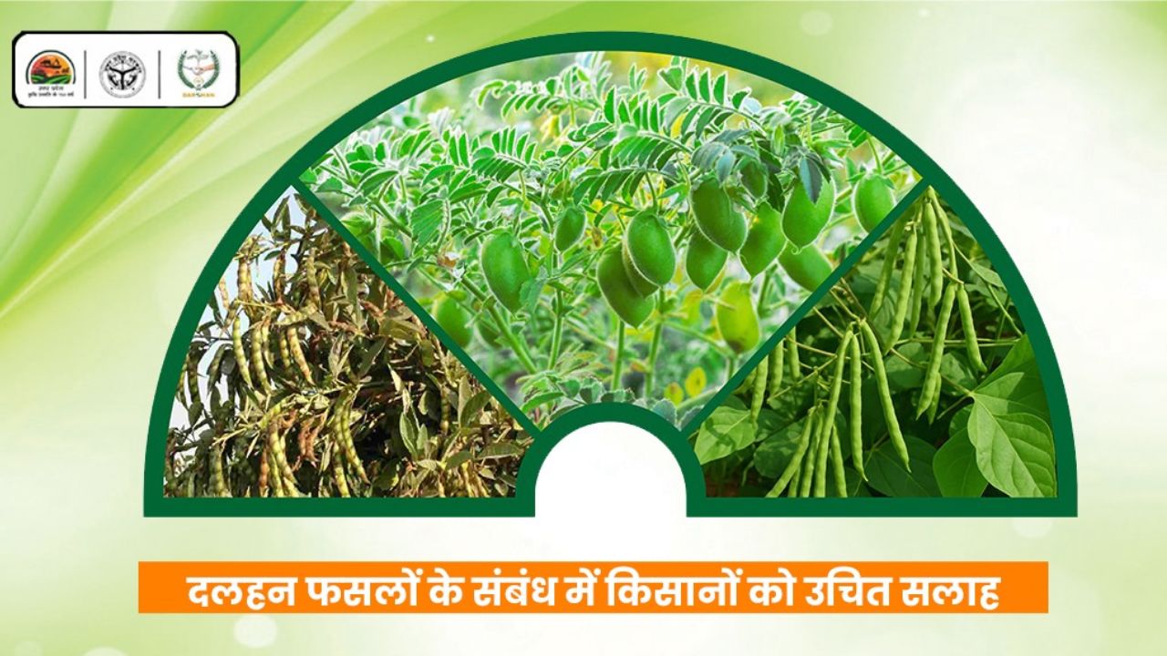 Insects Attack Pigeon Pea And Chickpea Crops Uttar Pradesh Government Suggests Crop Protection Methods And Medicines To Farmers