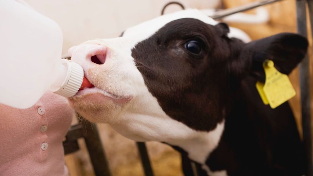 पशु डॉक्टरों की संख्या बढ़ने से पशुओं का समय पर इलाज संभव होगा. इससे दूध उत्पादन, पशुओं की सेहत और पशुपालकों की आमदनी में सुधार होगा.