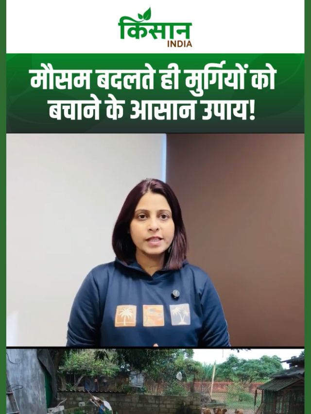 मौसम बदलते ही मुर्गियों की सेहत खराब? जानें आसान Poultry Farm बचाने के 7 असरदार उपाय