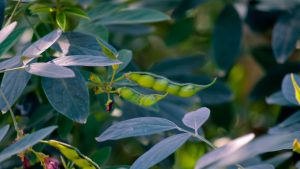 Arhar Crop Care: अरहर में दाना भरते ही करें ये जरूरी स्प्रे, दाने बनेंगे मोटे, चमकदार और वजनदार Arhar Crop Care: अरहर में दाना भरते ही करें ये जरूरी स्प्रे, दाने बनेंगे मोटे, चमकदार और वजनदार