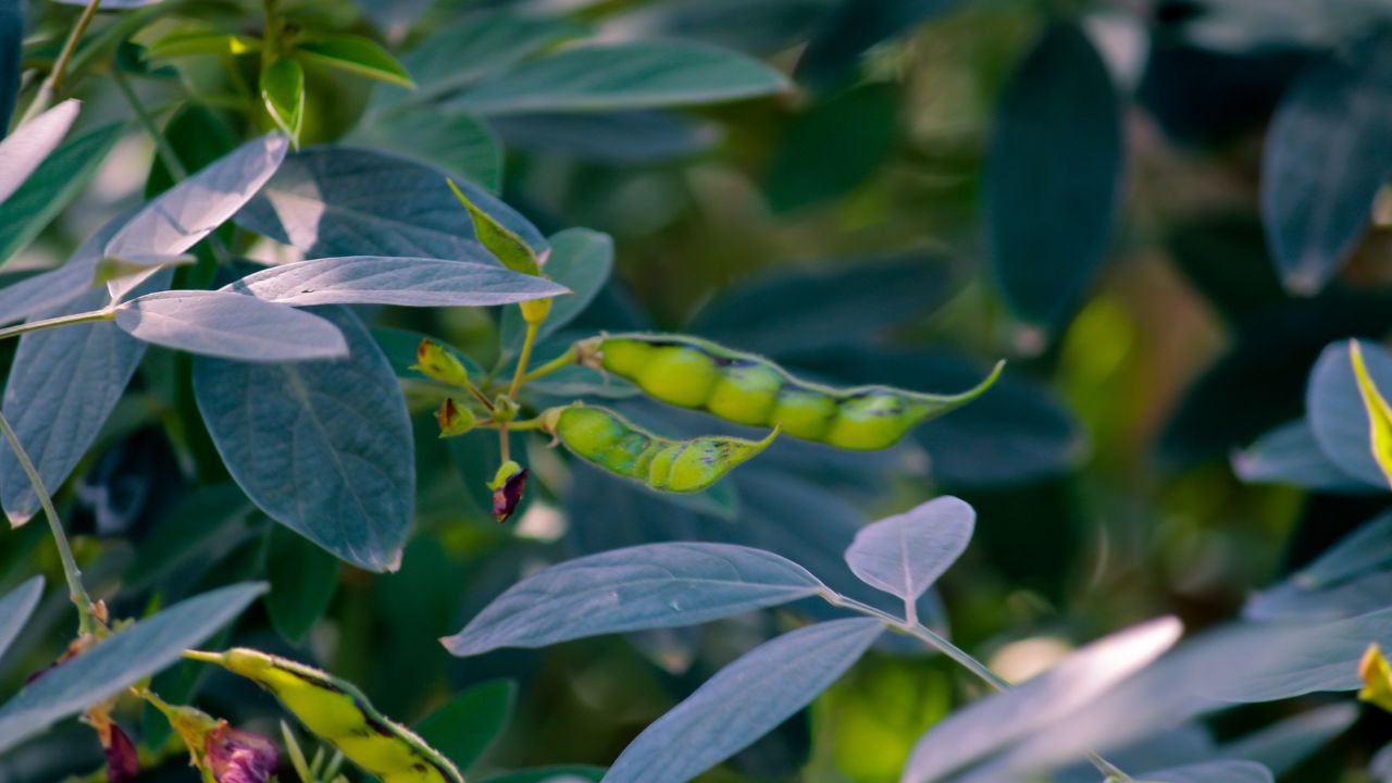 Arhar Crop Care: अरहर में दाना भरते ही करें ये जरूरी स्प्रे, दाने बनेंगे मोटे, चमकदार और वजनदार