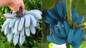 नीला केला जो दिखता भी अलग, स्वाद भी आइसक्रीम जैसा – जानिए ब्लू जावा केले की खेती का आसान तरीका नीला केला जो दिखता भी अलग, स्वाद भी आइसक्रीम जैसा – जानिए ब्लू जावा केले की खेती का आसान तरीका