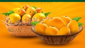 बहुआ और दीघा आम को जीआई टैग मिलेगा, बिहार के सोनाचूर चावल और टिपिया धान को भी GI Tag 