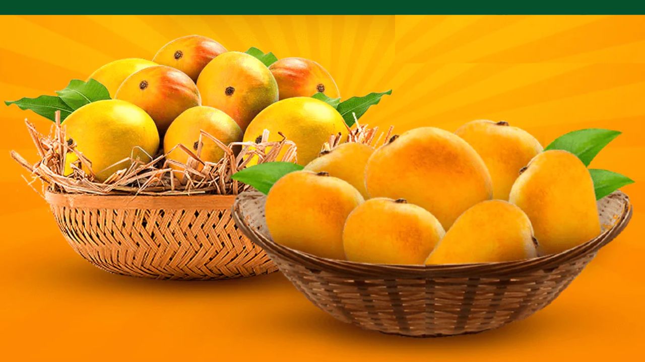 Bahua Mango And Digha Mango Will Get Gi Tag Sonachur Rice And Tipiya Paddy Of Bihar Will Also Get Gi Tag