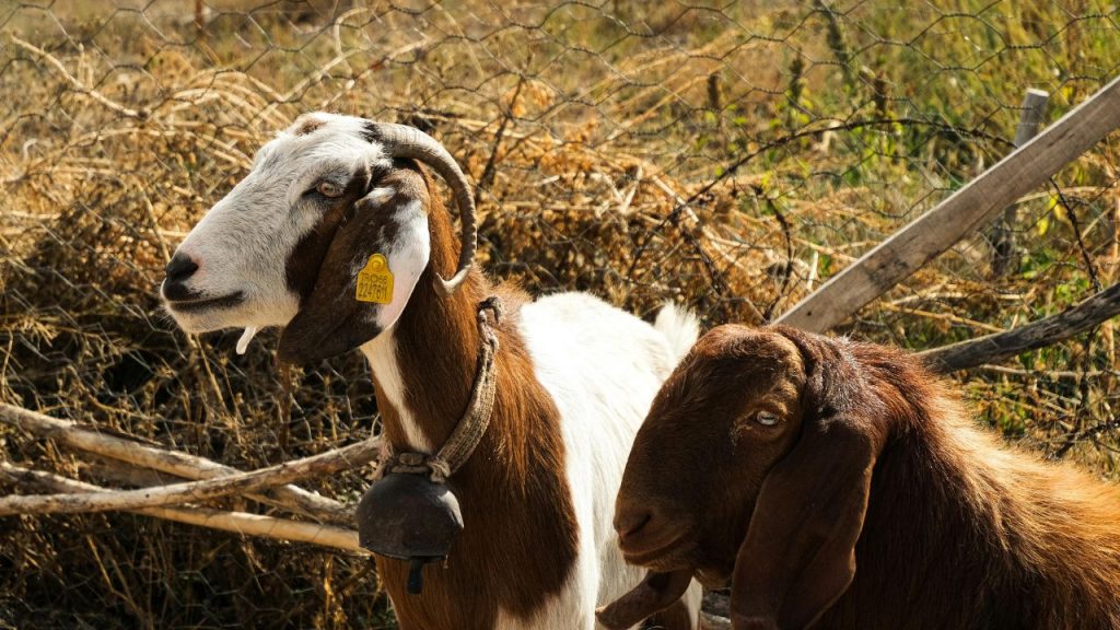 बकरी पालन को कम लागत और ज्यादा मुनाफे वाला व्यवसाय माना जाता है. ग्रामीण क्षेत्रों में यह आय का मजबूत सोर्स बन सकता है. लेकिन कई बार पालकों को भारी नुकसान भी उठाना पड़ता है. इसकी सबसे बड़ी वजह है बिना योजना और सही जानकारी के बकरी पालन शुरू करना. 