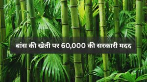 गेहूं-धान नहीं! किसान करें ‘ग्रीन गोल्ड’ की खेती, सरकार दे रही 60,000 रुपये की मदद, जानें आवेदन का पूरा तरीका गेहूं-धान नहीं! किसान करें ‘ग्रीन गोल्ड’ की खेती, सरकार दे रही 60,000 रुपये की मदद, जानें आवेदन का पूरा तरीका