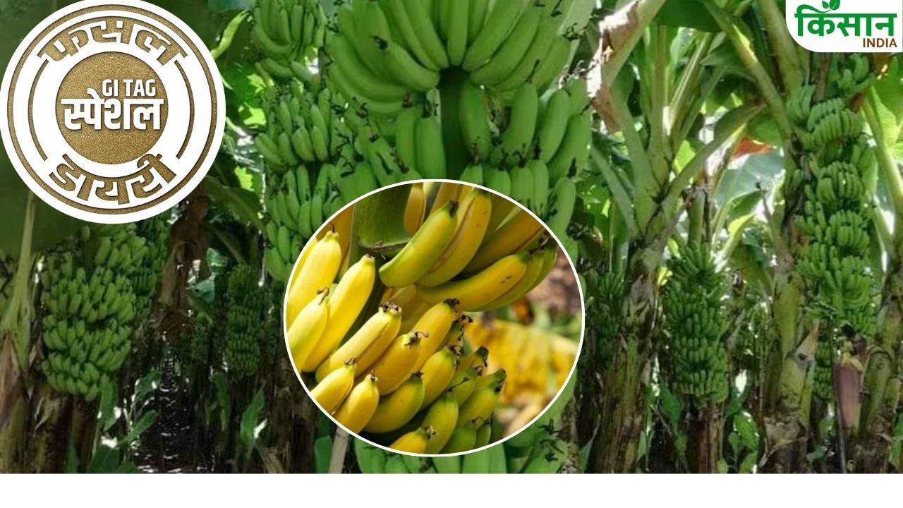 Jalgaon Banana Speciality And Correct Method Of Cultivation Agriculture News