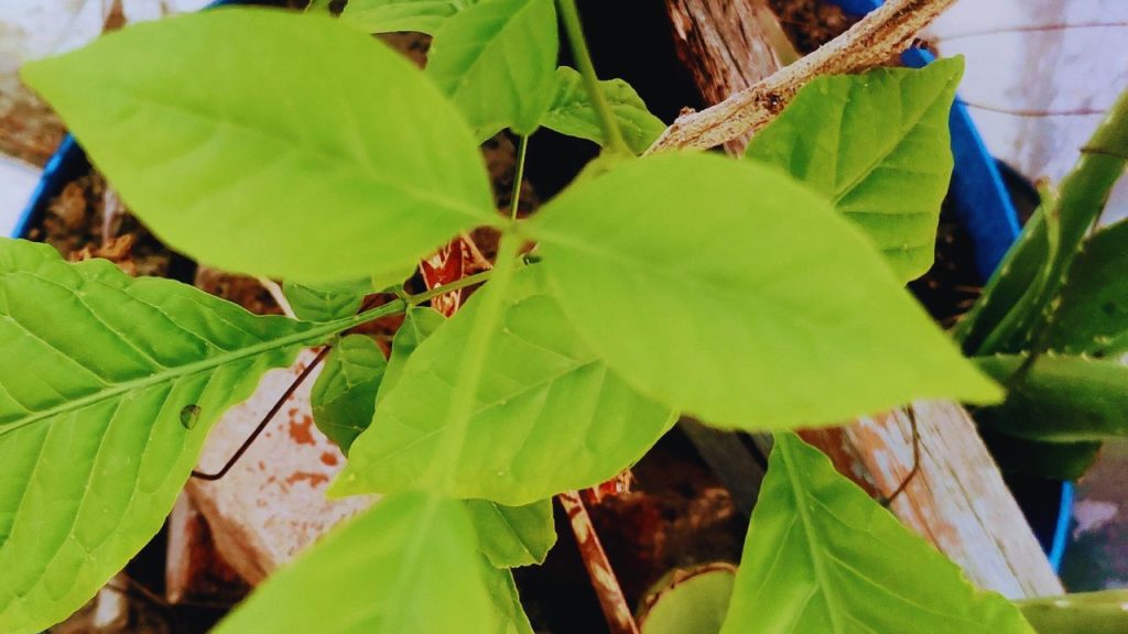 बेलपत्र को आप धोकर सीधे चबाकर खा सकते हैं. इसके अलावा इसकी चाय या काढ़ा बना कर पी सकते हैं. शहद के साथ मिलाकर खाने से इसका स्वाद बढ़ता है और फायदे और भी बढ़ जाते हैं.