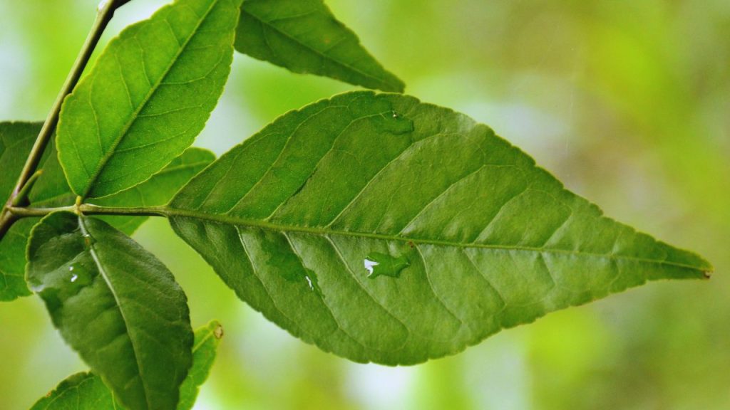 बेलपत्र में विटामिन A, C, B1 और B6 के साथ कैल्शियम और फाइबर अच्छी मात्रा में होते हैं. यह शरीर को ऊर्जा देने, हड्डियों को मजबूत बनाने और आंखों व त्वचा के स्वास्थ्य के लिए भी लाभकारी है.