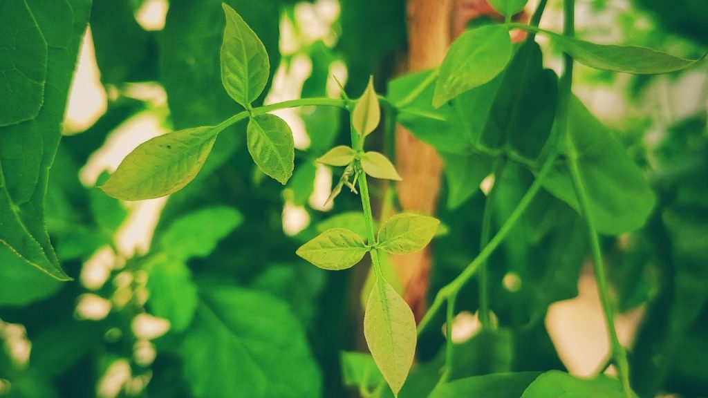 बेलपत्र में मौजूद फाइबर और अन्य पोषक तत्व ब्लड शुगर को नियंत्रित रखने में मदद करते हैं. इसका नियमित सेवन डायबिटीज रोगियों को अचानक शुगर बढ़ने से रोकता है और शरीर को स्वस्थ बनाए रखता है.