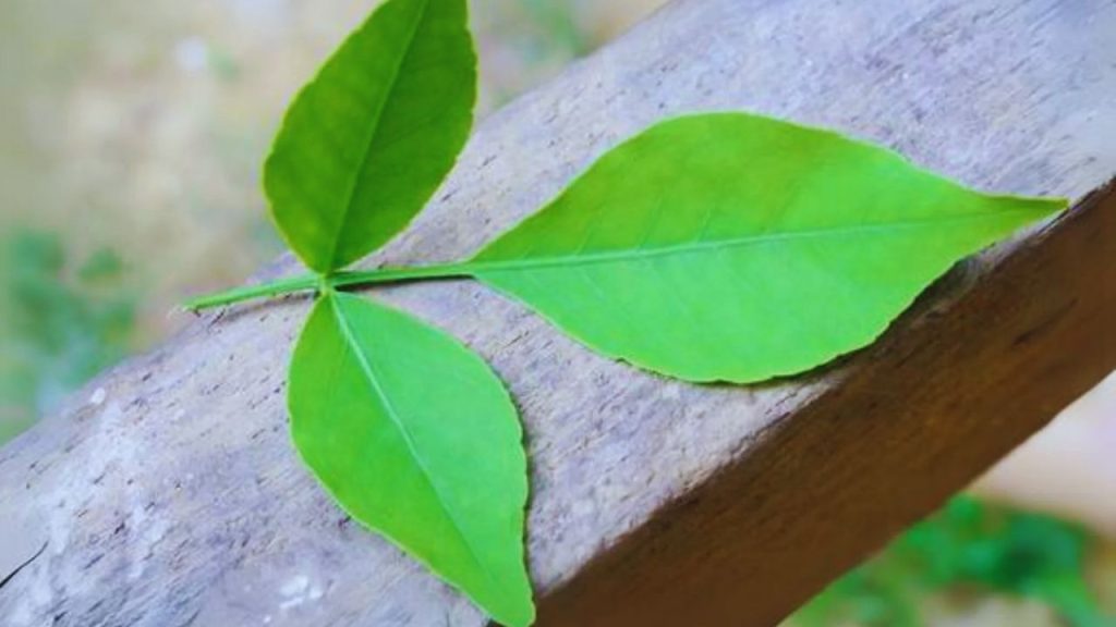 बेलपत्र में एंटीऑक्सीडेंट गुण पाए जाते हैं, जो दिल को बीमारियों से बचाते हैं. यह खून की नालियों को साफ रखता है, ब्लड प्रेशर नियंत्रित करता है और दिल को मजबूत बनाए रखता है. हार्ट पेशेंट्स के लिए बेलपत्र का सेवन बेहद लाभकारी माना जाता है.