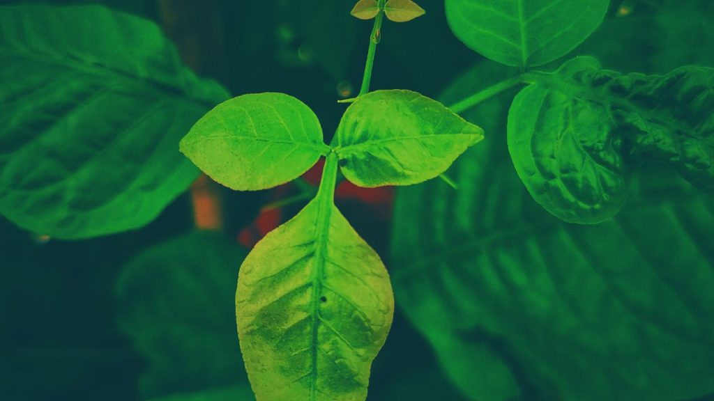 सुबह खाली पेट बेलपत्र खाने से पेट की गैस, एसिडिटी और अपच जैसी समस्याओं में आराम मिलता है. इसमें मौजूद फाइबर पाचन को सुधारने में मदद करता है, भोजन जल्दी पचता है और पेट साफ रहता है. यह कब्ज और पेट फूलने जैसी समस्याओं को भी कम करता है.