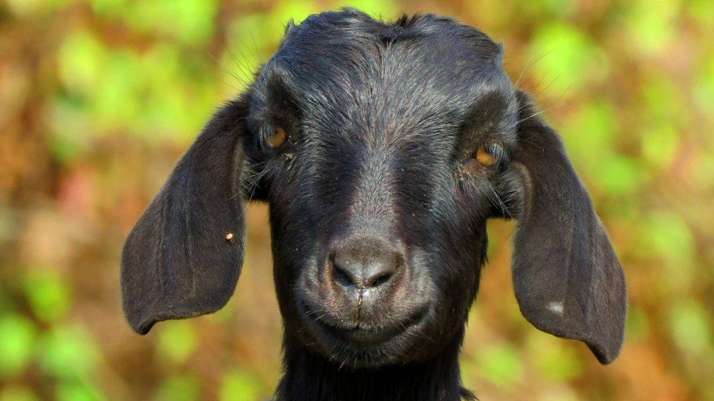 यदि कोई पालक मांस के व्यवसाय में उतरना चाहता है, तो उसे ब्लैक बंगाल नस्ल का चयन करना चाहिए. यह नस्ल खास तौर पर मांस की गुणवत्ता और स्वाद के लिए जानी जाती है. इसका मांस कोमल और स्वादिष्ट होता है, जिसकी बाजार में अधिक मांग रहती है. 