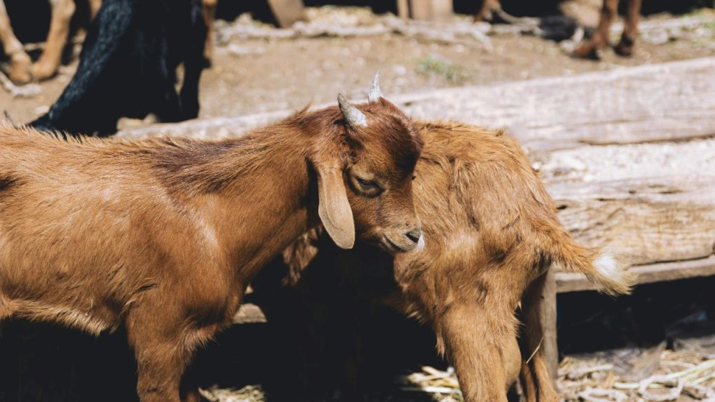 अगर आप दूध उत्पादन के लिए बकरी पाल रहे हैं, तो जमनापारी, सिरोही और बर्बरी नस्ल की बकरियां ज्यादा फायदेमंद मानी जाती हैं. ये नस्लें ब्लैक बंगाल जैसी मांस नस्लों की तुलना में ज्यादा दूध देती हैं. विशेषज्ञों के अनुसार, ये बकरियां रोज लगभग ढाई लीटर तक दूध देने में सक्षम होती हैं.