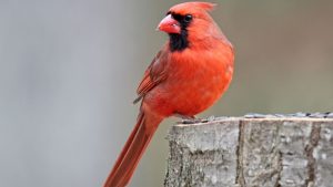 Amazing Birds: लाल रंग की नॉर्दर्न कार्डिनल चिड़िया क्यों है खास, जानिए इसकी आदतें और अनोखी पहचान पूरी कहानी Amazing Birds: लाल रंग की नॉर्दर्न कार्डिनल चिड़िया क्यों है खास, जानिए इसकी आदतें और अनोखी पहचान पूरी कहानी
