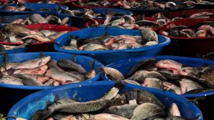 पैक्स के लिए जारी हुए 18 करोड़ रुपये, डेयरी और मत्स्यिकी समेत कई क्षेत्रों को मिलेगा लाभ