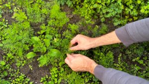 Methi Ki Kheti: खेत के कोने में उगाएं हरी मेथी, कम खर्च में खुलेगा अतिरिक्त कमाई का रास्ता Methi Ki Kheti: खेत के कोने में उगाएं हरी मेथी, कम खर्च में खुलेगा अतिरिक्त कमाई का रास्ता