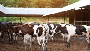 किसानों के लिए बड़ा तोहफा, 5 साल में 6,472 करोड़ खर्च कर बदलेगी डेयरी और पशुपालन की तस्वीर