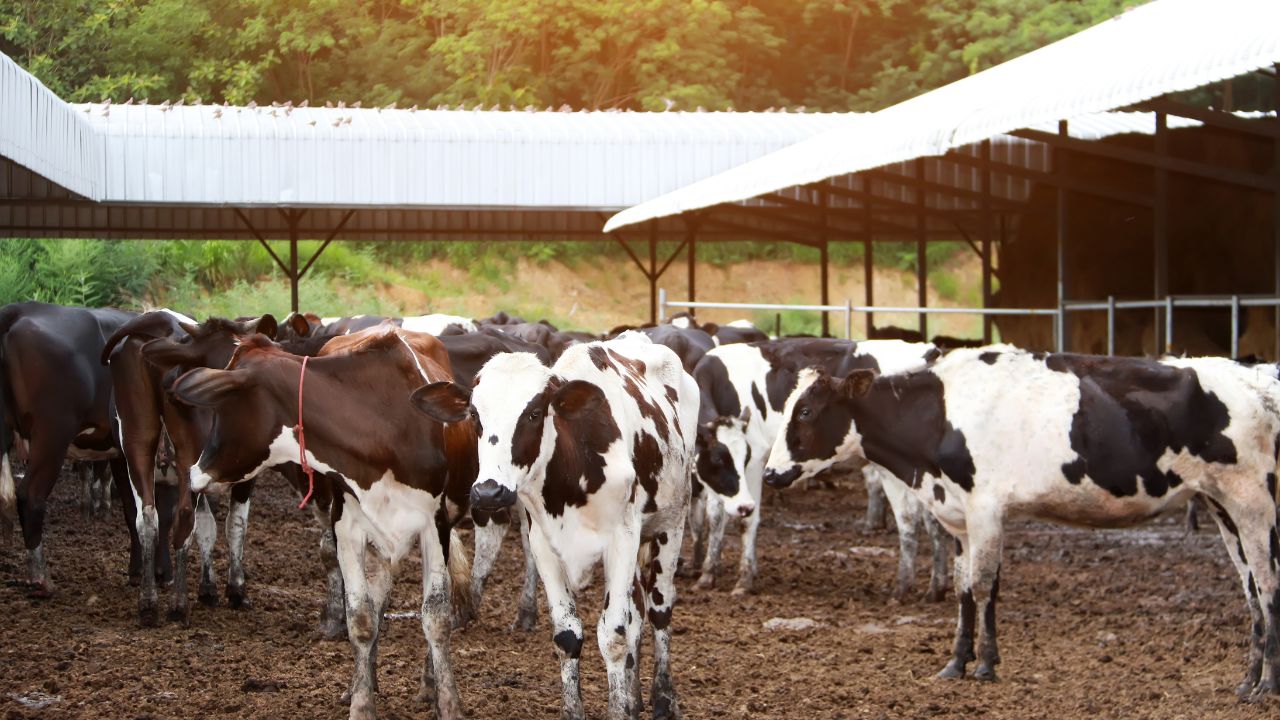 Major Gift Livestock Farmers Spending Rs 6472 Crore 5 Years Transform Face Dairy And Animal Husbandry