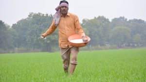 गेहूं की फसल में दूसरी सिंचाई और यूरिया का सही समय जान लें, दाना और पैदावार बढ़िया होगी