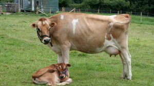 Tip of the day: जर्सी गाय पालन में सही फीड मैनेजमेंट अपनाएं, दूध बढ़ेगा और खर्च घटेगा