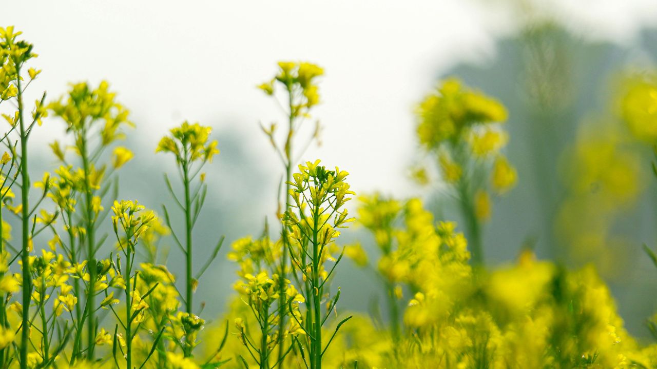 Threat Aphid Pest On Mustard Crop Increased Learn Easy Measures Prevent It Time