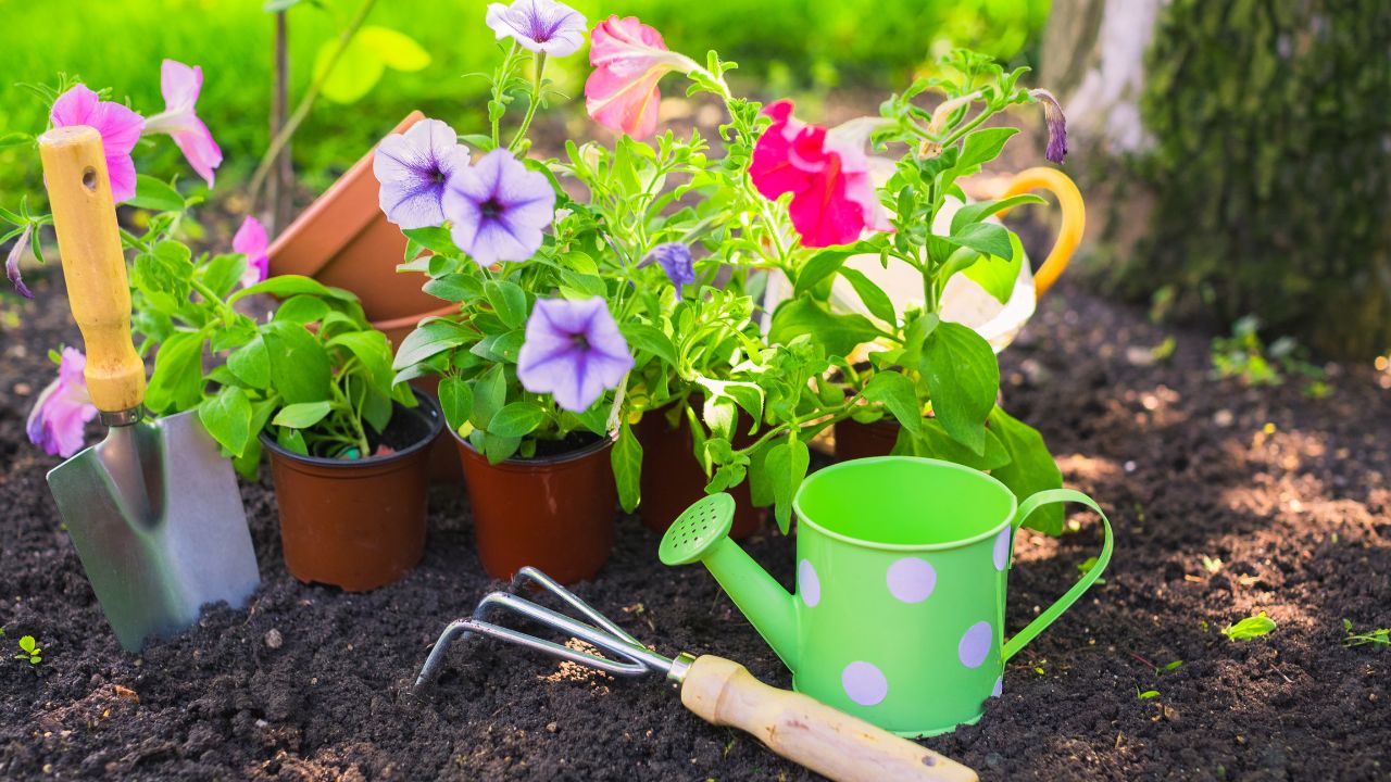This Fertilizer Bring Back Lush Green Plants Pots And Quickly Eliminate Yellowing Leaves