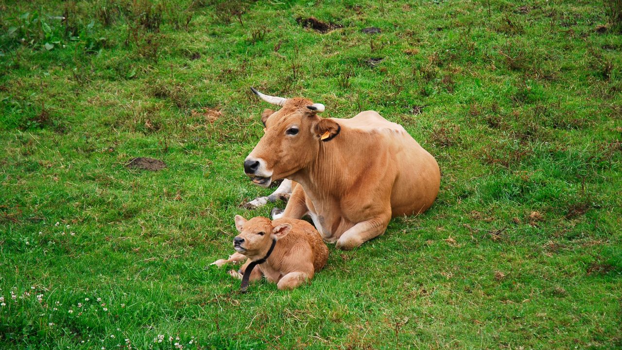 Pay Special Attention Calf For First 20 Days After Its Birth Proper Care Ensure Strong Animal