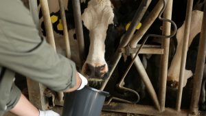 खुरपका-मुंहपका से बचाव के लिए मुफ्त में लगवाएं टीका, नहीं कम होगा दूध उत्पादन.. बढ़ेगी कमाई