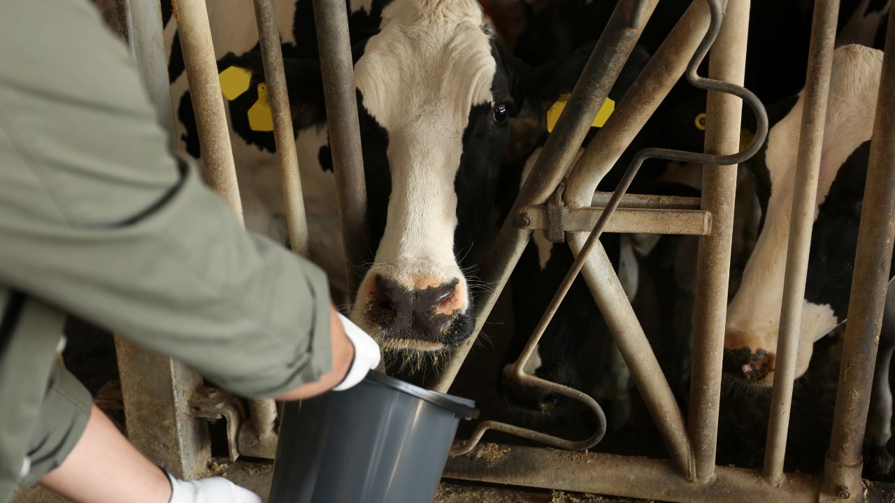 Get Free Vaccination Against Foot And Mouth Disease Healthy Animals Produce More Milk And Increase Income